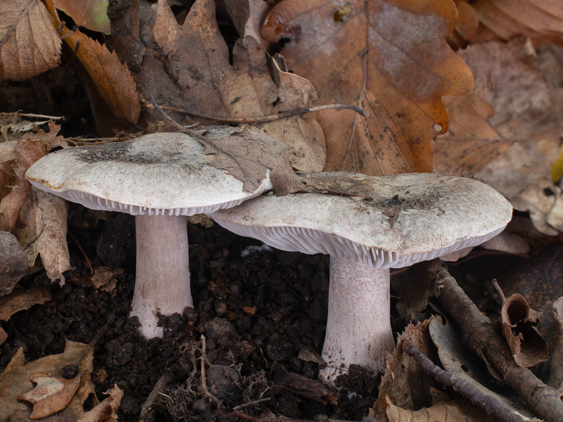 Tricholoma basirubens
